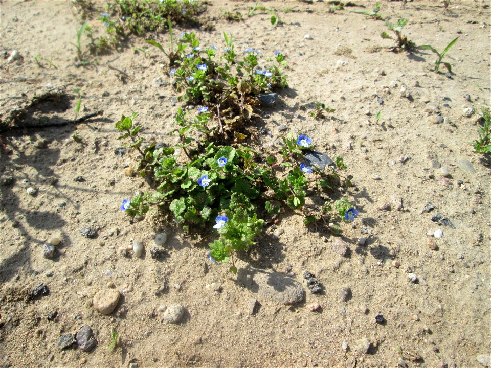 Persischer Ehrenpreis (Veronica persica) auf einem Sandplatz in Hockenheim