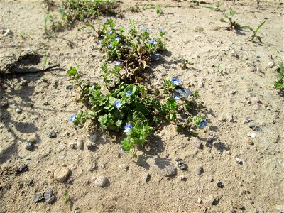 Persischer Ehrenpreis (Veronica persica) auf einem Sandplatz in Hockenheim