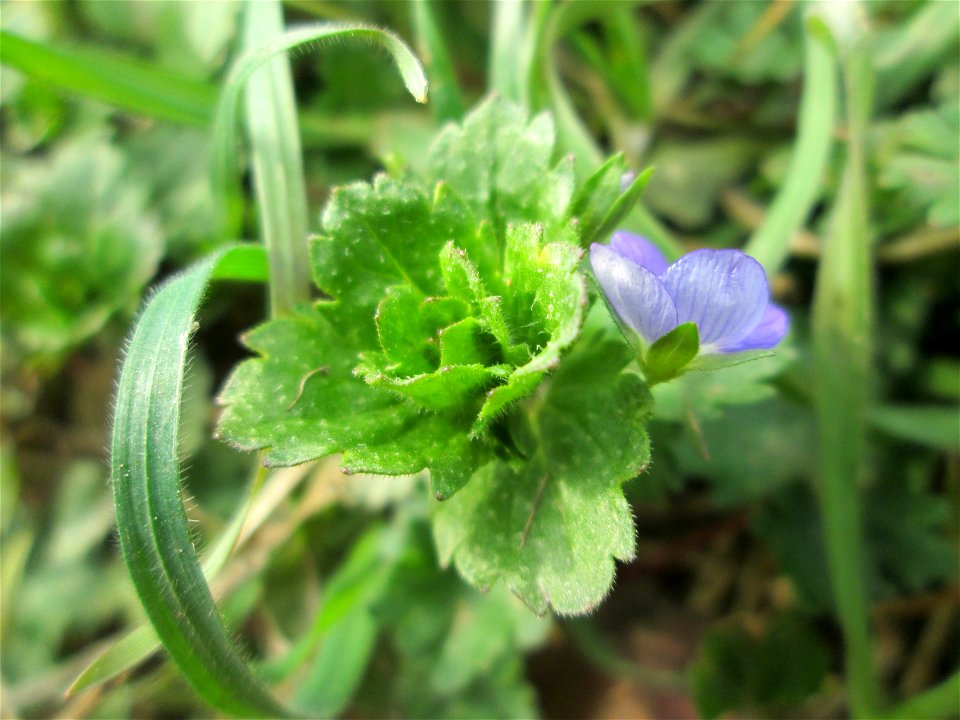 Persischer Ehrenpreis (Veronica persica) auf einer Reptilien- und Insekten-Schutzfläche bei Oftersheim