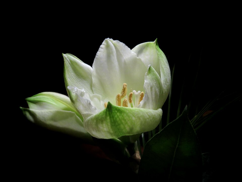 Bloom white amaryllis photo