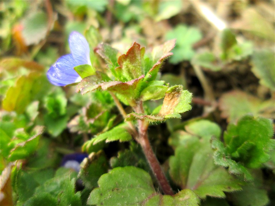 Persischer Ehrenpreis (Veronica persica) auf einer Reptilien- und Insekten-Schutzfläche bei Oftersheim