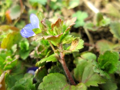 Persischer Ehrenpreis (Veronica persica) auf einer Reptilien- und Insekten-Schutzfläche bei Oftersheim