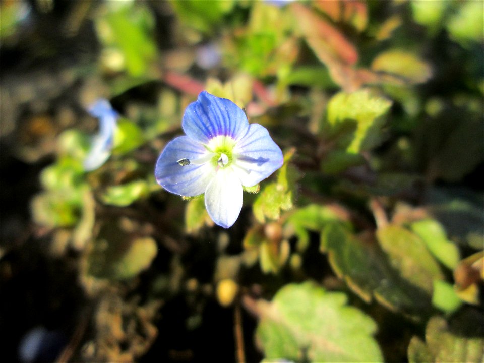 Persischer Ehrenpreis (Veronica persica) auf einem Acker bei Reilingen