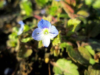 Persischer Ehrenpreis (Veronica persica) auf einem Acker bei Reilingen