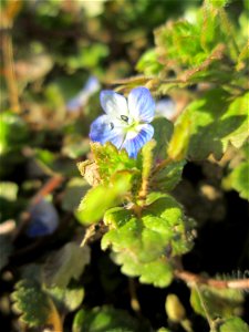 Persischer Ehrenpreis (Veronica persica) auf einem Acker bei Reilingen