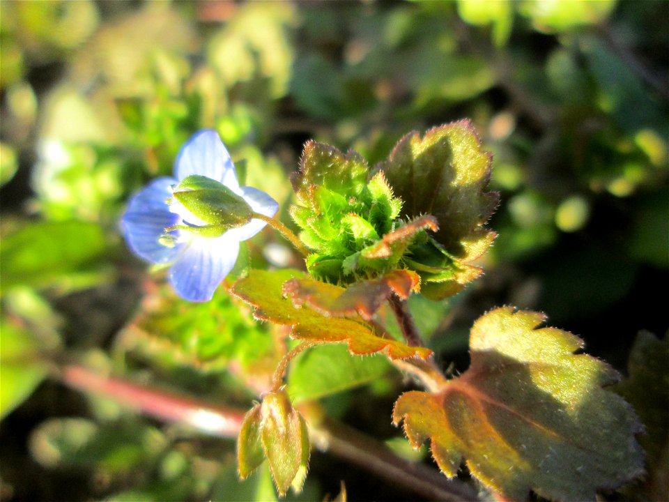 Persischer Ehrenpreis (Veronica persica) auf einem Acker bei Reilingen