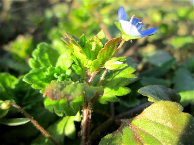 Persischer Ehrenpreis (Veronica persica) auf einem Acker bei Reilingen
