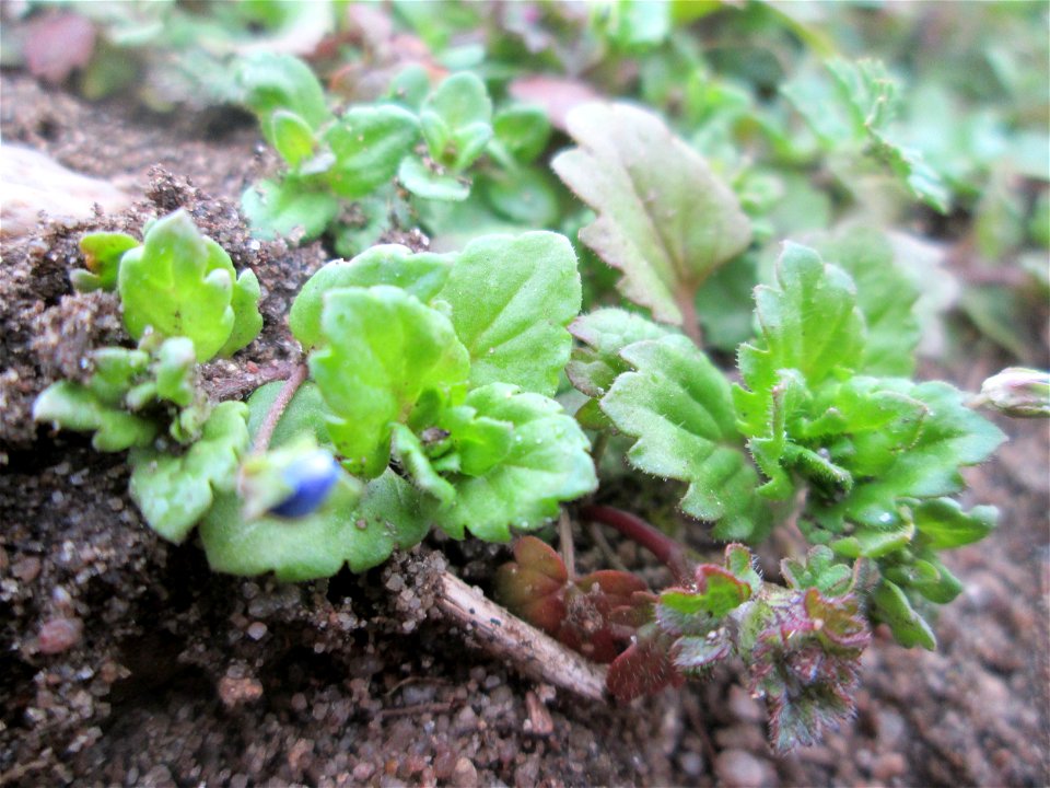 Persischer Ehrenpreis (Veronica persica) am Rand einer Parkplatzwiese in Hockenheim