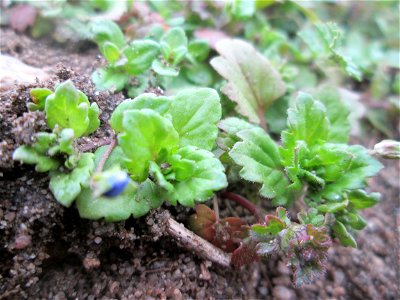 Persischer Ehrenpreis (Veronica persica) am Rand einer Parkplatzwiese in Hockenheim