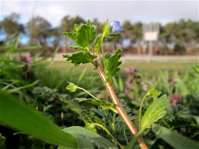 Persischer Ehrenpreis (Veronica persica) auf einer Parkplatzwiese in Hockenheim