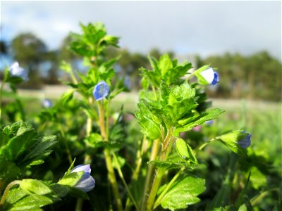 Persischer Ehrenpreis (Veronica persica) auf einer Parkplatzwiese in Hockenheim