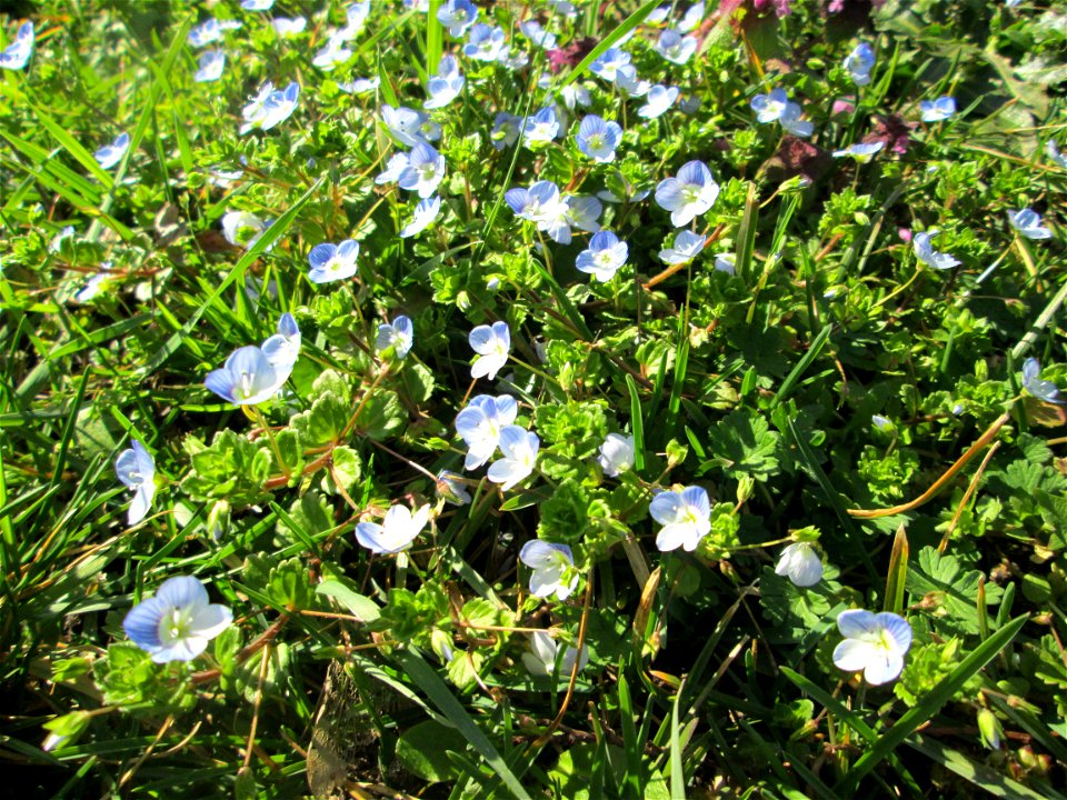 Persischer Ehrenpreis (Veronica persica) im Gartenschaupark in Hockenheim - die Wiese im südlichen Teil des Parks ist gegenwärtig übersät mit tausenden Wildblumen