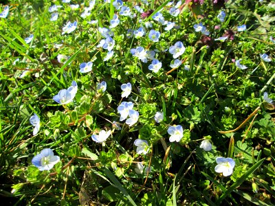 Persischer Ehrenpreis (Veronica persica) im Gartenschaupark in Hockenheim - die Wiese im südlichen Teil des Parks ist gegenwärtig übersät mit tausenden Wildblumen