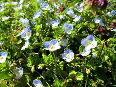 Persischer Ehrenpreis (Veronica persica) im Gartenschaupark in Hockenheim - die Wiese im südlichen Teil des Parks ist gegenwärtig übersät mit tausenden Wildblumen