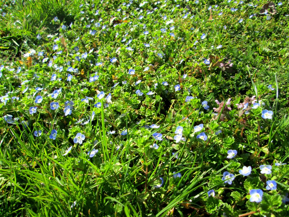Persischer Ehrenpreis (Veronica persica) im Gartenschaupark in Hockenheim - die Wiese im südlichen Teil des Parks ist gegenwärtig übersät mit tausenden Wildblumen