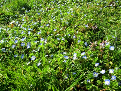 Persischer Ehrenpreis (Veronica persica) im Gartenschaupark in Hockenheim - die Wiese im südlichen Teil des Parks ist gegenwärtig übersät mit tausenden Wildblumen