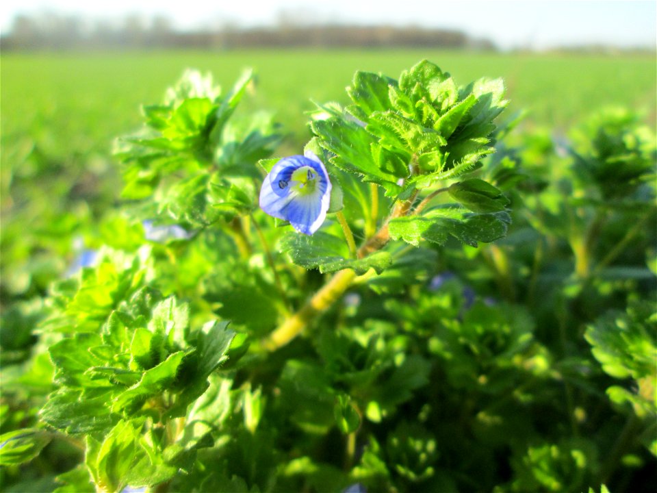 Persischer Ehrenpreis (Veronica persica) in den Horststückern im Hockenheimer Rheinbogen