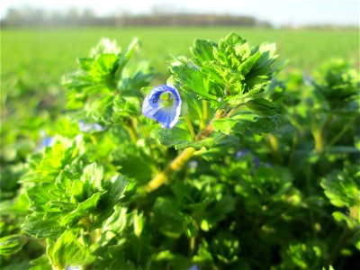 Persischer Ehrenpreis (Veronica persica) in den Horststückern im Hockenheimer Rheinbogen