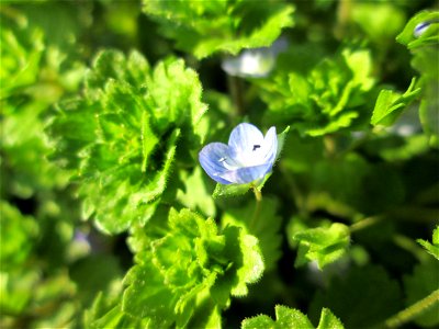 Persischer Ehrenpreis (Veronica persica) in den Horststückern im Hockenheimer Rheinbogen