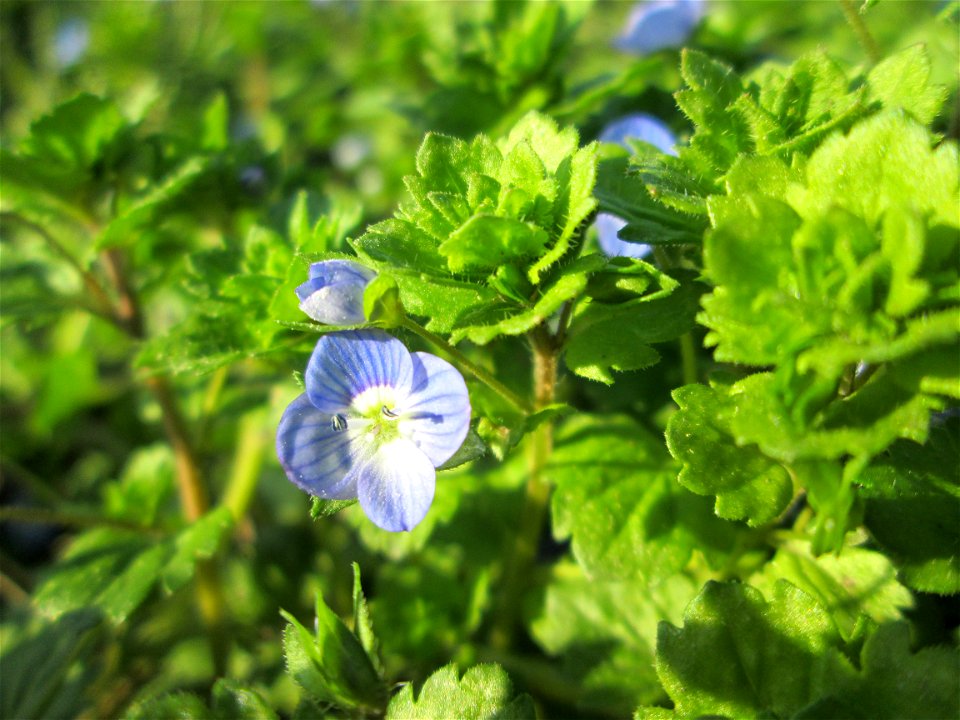 Persischer Ehrenpreis (Veronica persica) in den Horststückern im Hockenheimer Rheinbogen
