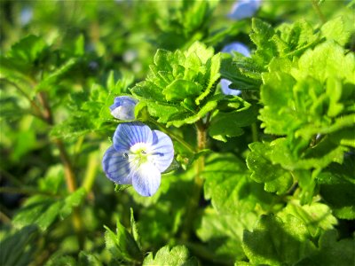 Persischer Ehrenpreis (Veronica persica) in den Horststückern im Hockenheimer Rheinbogen