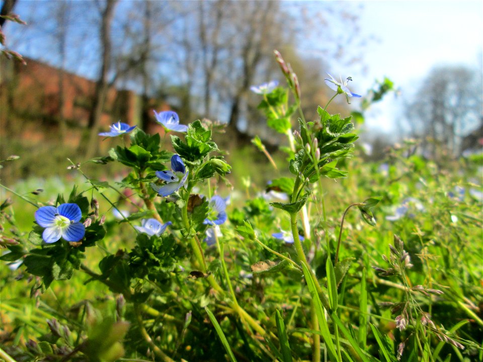 Persischer Ehrenpreis (Veronica persica) in der ehem. Bismarckanlage in Sankt Arnual