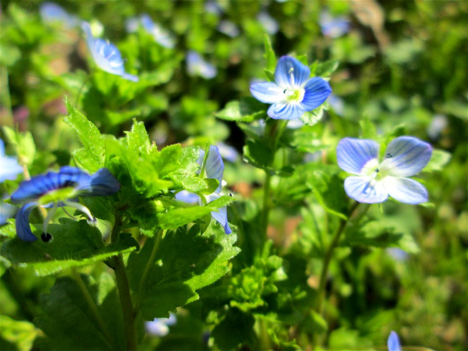 Persischer Ehrenpreis (Veronica persica) in der ehem. Bismarckanlage in Sankt Arnual