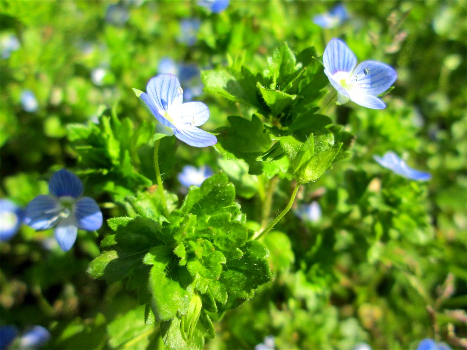 Persischer Ehrenpreis (Veronica persica) in der ehem. Bismarckanlage in Sankt Arnual