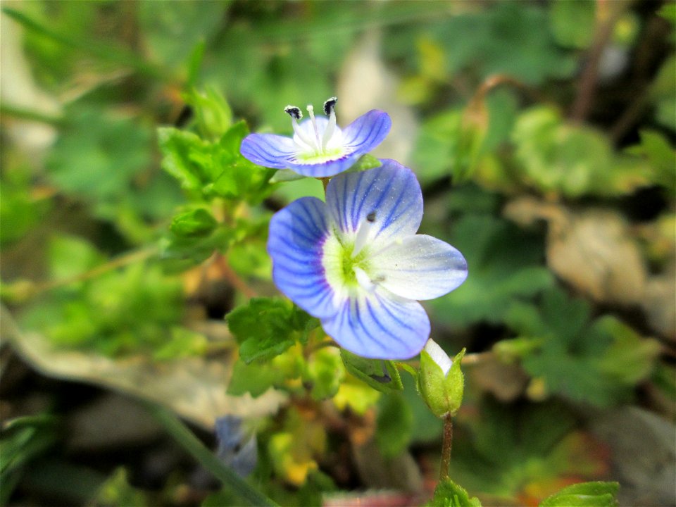 Persischer Ehrenpreis (Veronica persica) in Hockenheim