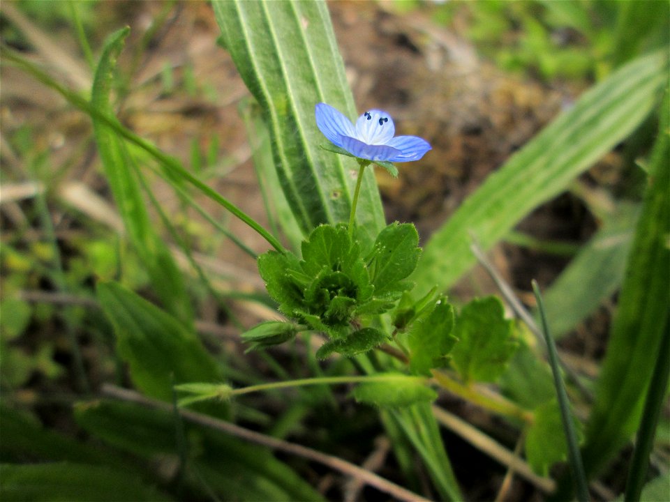Persischer Ehrenpreis (Veronica persica) in den Horststückern im Landschaftsschutzgebiet „Hockenheimer Rheinbogen“