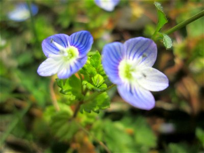 Persischer Ehrenpreis (Veronica persica) in Hockenheim