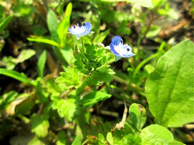 Persischer Ehrenpreis (Veronica persica) am Rand vom Landschaftsschutzgebiet „Hockenheimer Rheinbogen“