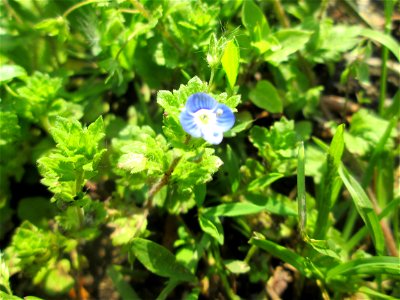 Persischer Ehrenpreis (Veronica persica) am Rand vom Landschaftsschutzgebiet „Hockenheimer Rheinbogen“