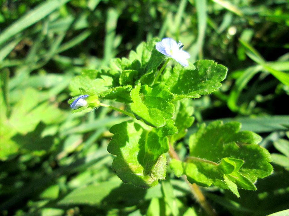 Persischer Ehrenpreis (Veronica persica) am Ackerrand in Bischmisheim
