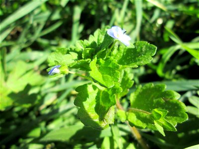 Persischer Ehrenpreis (Veronica persica) am Ackerrand in Bischmisheim