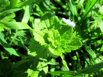 Persischer Ehrenpreis (Veronica persica) am Ackerrand in Bischmisheim