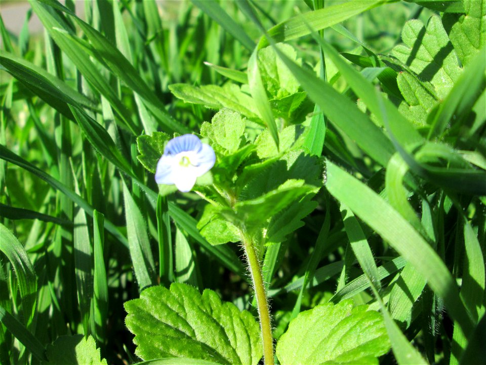 Persischer Ehrenpreis (Veronica persica) am Ackerrand in Bischmisheim