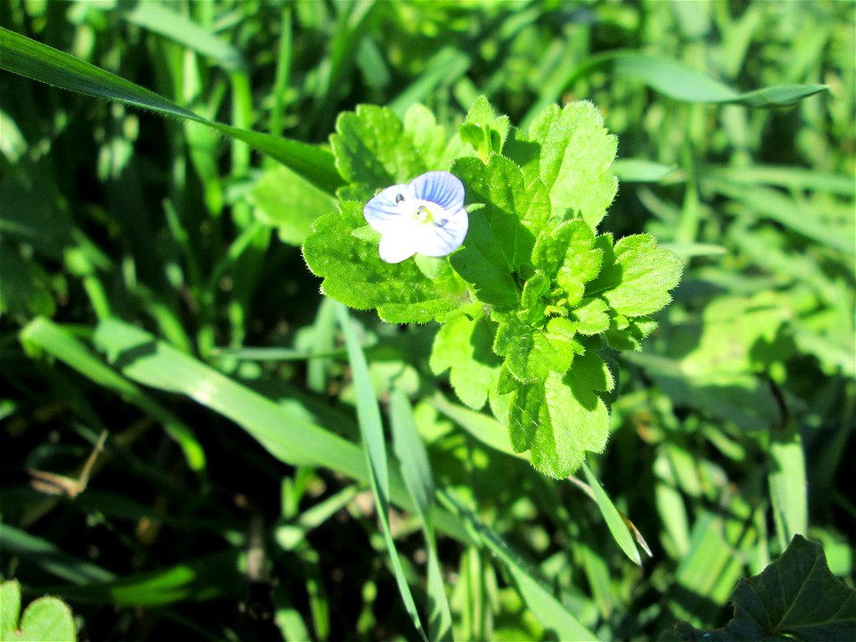 Persischer Ehrenpreis (Veronica persica) am Ackerrand in Bischmisheim