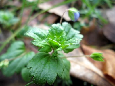 Persischer Ehrenpreis (Veronica persica) in der ehem. Bismarckanlage in Sankt Arnual - eingeschleppt aus Asien