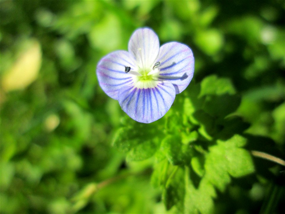 Persischer Ehrenpreis (Veronica persica) am Tierfriedhof im Landschahtsschutzgebiet „Drahtzugweiher und das Habsterwiesental“ in Alt-Saarbrücken