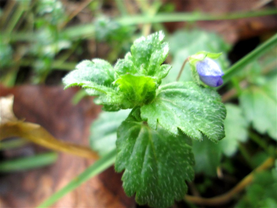 Persischer Ehrenpreis (Veronica persica) in der ehem. Bismarckanlage in Sankt Arnual - eingeschleppt aus Asien