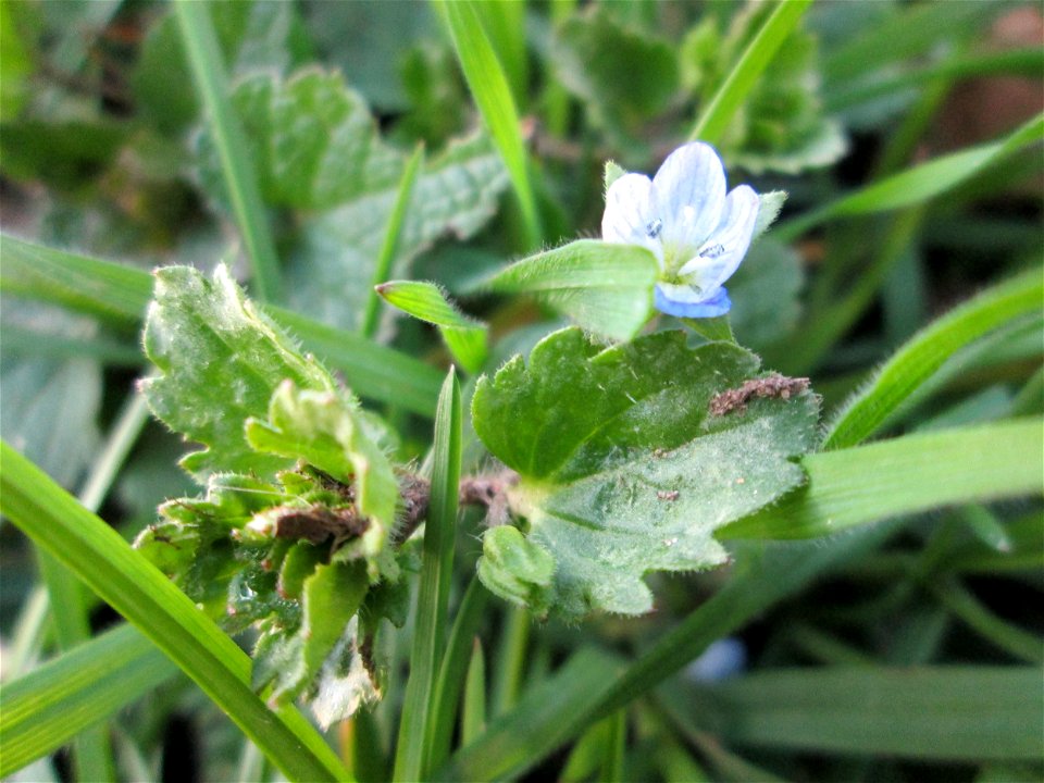 Persischer Ehrenpreis (Veronica persica) am Straßenrand in Brebach