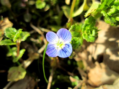 Persischer Ehrenpreis (Veronica persica) nahe am Osthafen in Saarbrücken