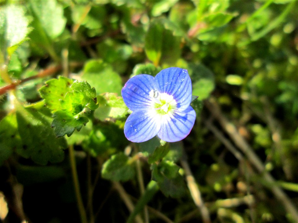 Persischer Ehrenpreis (Veronica persica) nahe am Osthafen in Saarbrücken