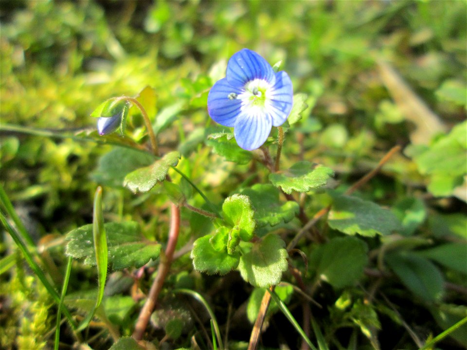 Persischer Ehrenpreis (Veronica persica) nahe am Osthafen in Saarbrücken
