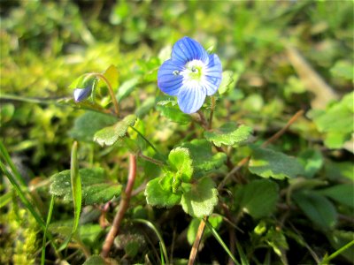 Persischer Ehrenpreis (Veronica persica) nahe am Osthafen in Saarbrücken