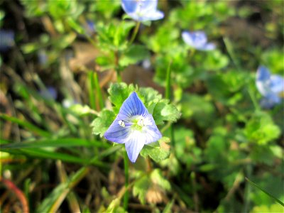 Persischer Ehrenpreis (Veronica persica) in Alt-Saarbrücken