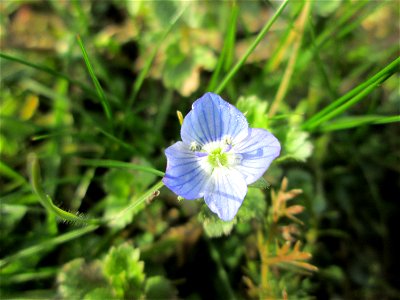 Persischer Ehrenpreis (Veronica persica) in Alt-Saarbrücken