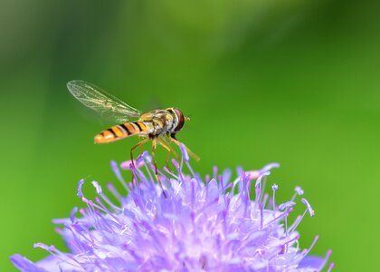 Purple forage fly photo