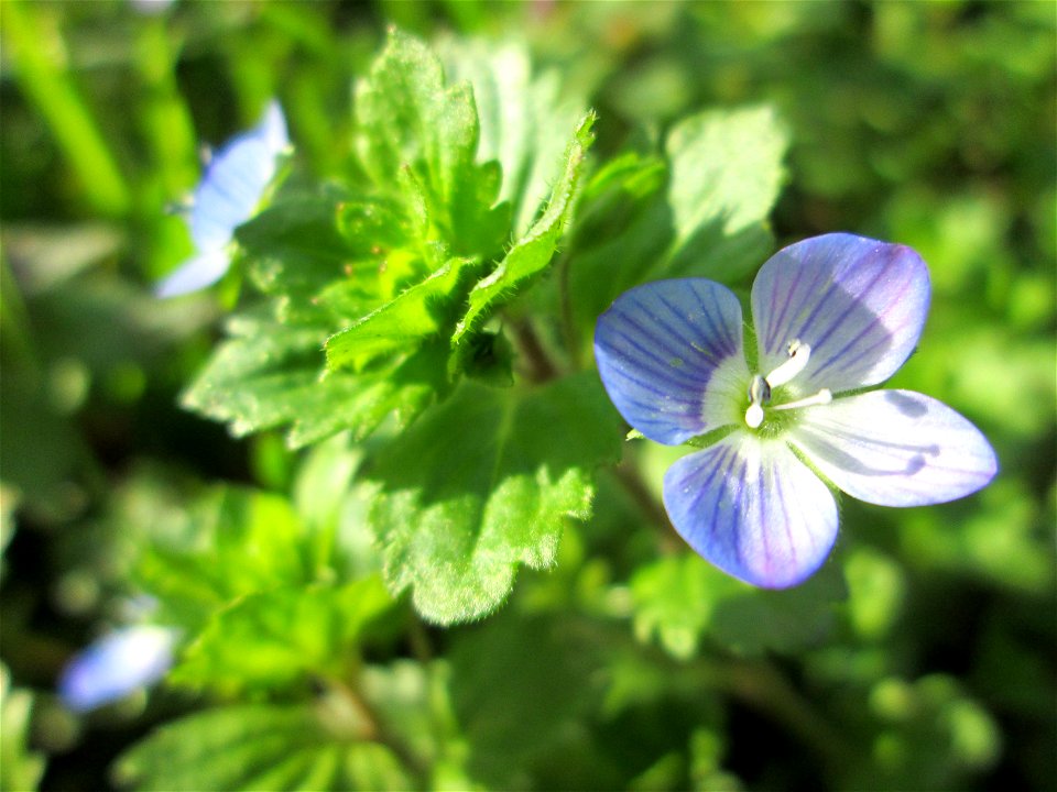 Persischer Ehrenpreis (Veronica persica) in der ehem. Bismarck-Anlage in Sankt Arnual
